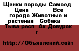 Щенки породы Самоед › Цена ­ 20 000 - Все города Животные и растения » Собаки   . Тыва респ.,Ак-Довурак г.